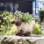 Flamboya Funimal Planter - Shelley Sheep