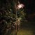 Smart Solar Damasque Solar Bloom Stake Light