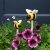 The Elvedon Collection DecoBee 37cm